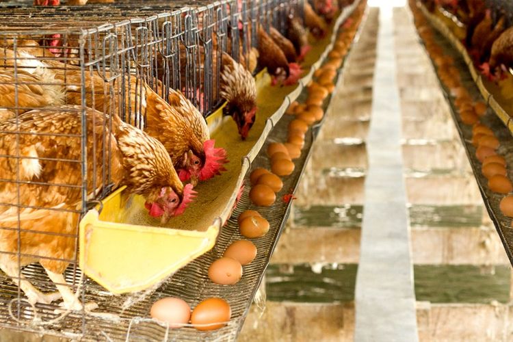Ayam petelur adalah jenis ayam yang sengaja diternakkan lalu diambil telurnya