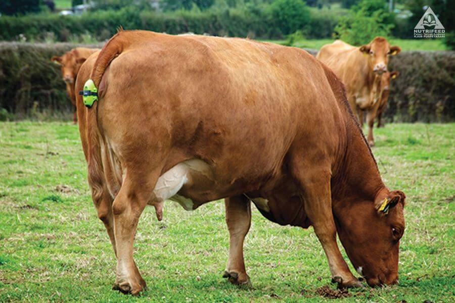 Ciri-ciri sapi hamil lainnya adalah adanya pembesaran abdomen bagian kanan sapi