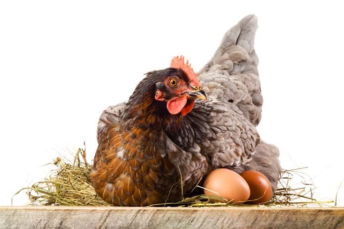Perbandingan Rasio Ayam Betina dan Jantan juga mempengaruhi penetasan telur ayam