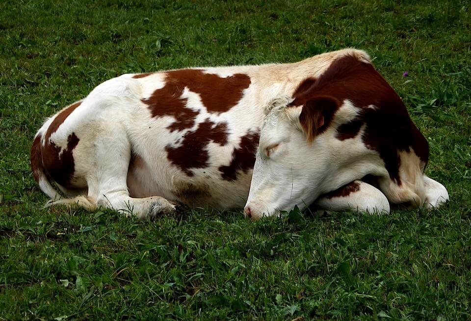 Pada tahap awal persalinan dimulai, sapi mulai tampak gelisah dan tak mau makan
