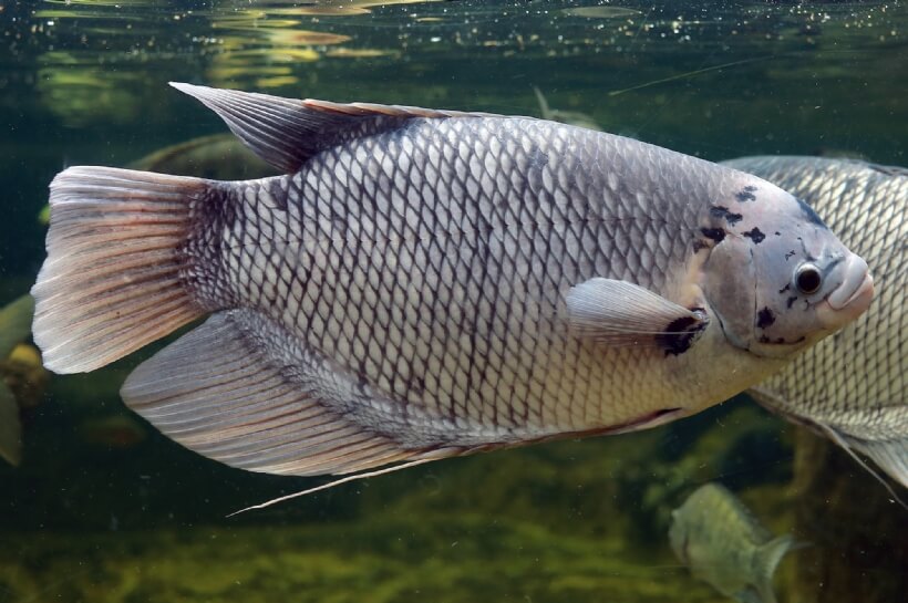 Gurame menjadi salah satu jenis ikan air tawar yang bernilai jual tinggi