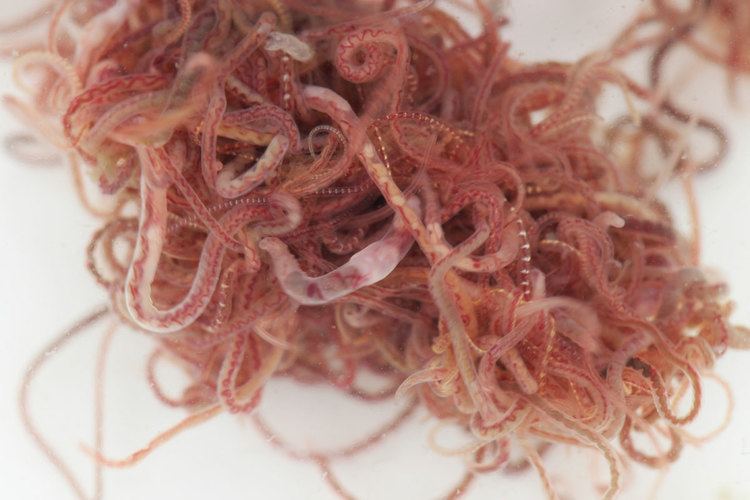 Cacing sutra bisa digunakan sebagai makanan ikan kutuk