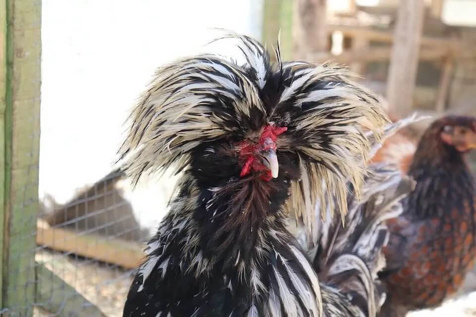 Ayam ini memiliki tampilan “tatanan rambut” bintang rock yang runcing di kela ayam jambul batik