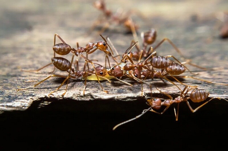 semut rang rang juga bisa membantu membasmi hama