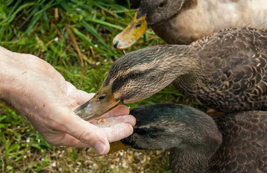 Agar bebek tambah sehat dan cepat gemuk, sahabat harus memastikan jika vitamin yang diberikan tidak mengandung zat yang berbahaya
