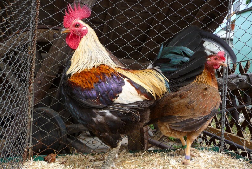 Ayam Old English Game populer sebagai ayam hias