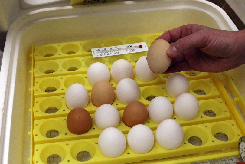 Telur ayam yang telah di tetaskan, sebaiknya dilakukan pembalikan minimal 2 kali sehari