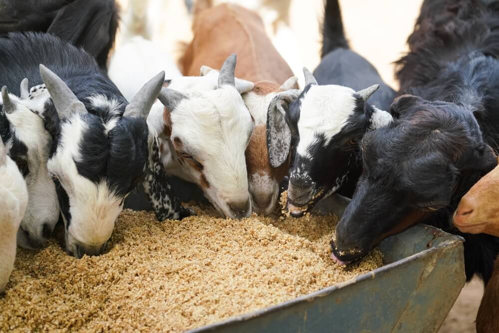 Pemeliharaan kambing meliputi pemberian suplemen dan vitamin tambahan