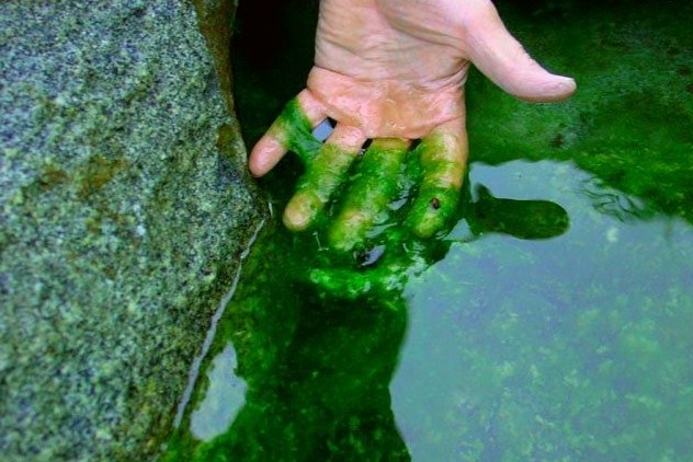 selain baik untuk ikan sidat lumut hijau juga bisa meningkatkan kualitas air kolam