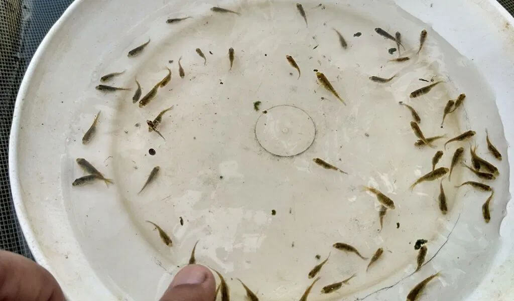 Pemeliharaan larva harus dilakukan dengan benar saat pembenihan ikan nila