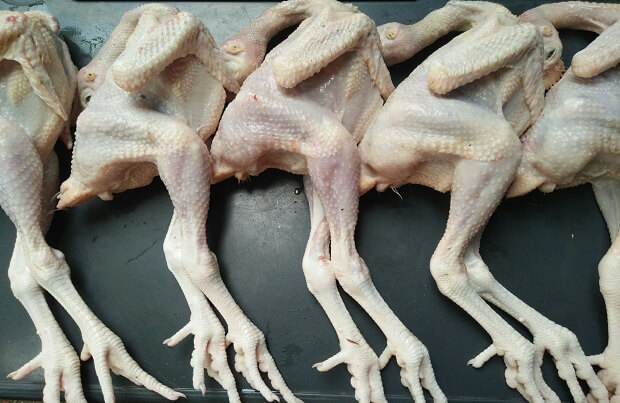 ayam pejantan adalah jenis ayam yang berasal dari telur ayam petelur dengan kelamin jantan saat menetas