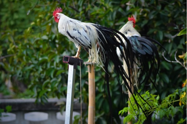 Ayam Jepang merupakan salah satu ras ayam yang paling populer untuk pameran