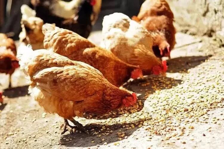 Makanan untuk ayam juga berpengaruh pada kesuburan telurnya sehingga mempengaruhi daya tetas