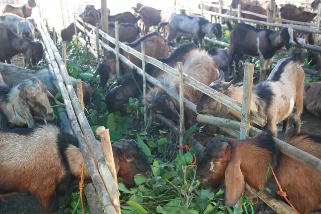 Untuk memulai usaha ternak kambing Jawa, peternak pemula dapat belajar dari peternak yang sudah berpengalaman