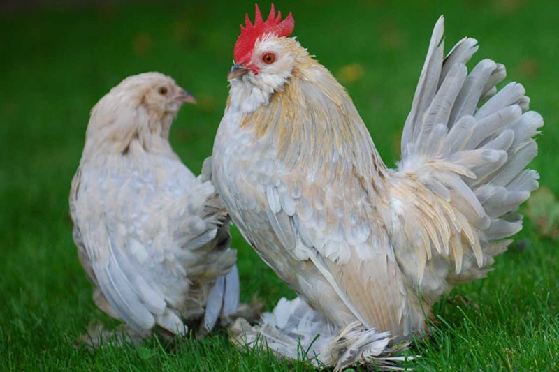 Ayam Belgian D’Anvers adalah salah satu ayam kuno