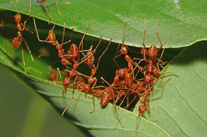 Semut rang rang bisa dikonsumsi oleh manusia