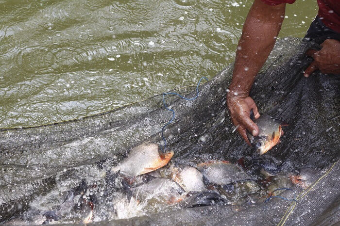 Pengendalian penyakit pada ikan bawal harus dilakukan dengan baik untuk meminimalisir kerugian dalam budidaya