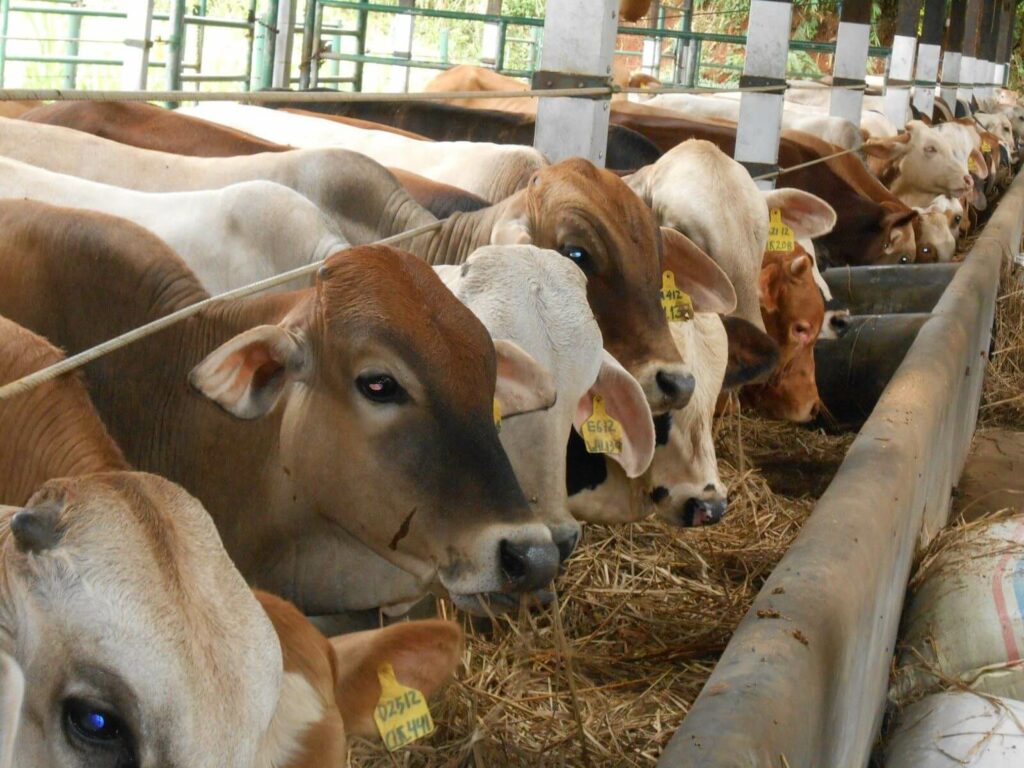 Melambatnya gerakan sapi bisa menjadi ciri-ciri sapi hamil