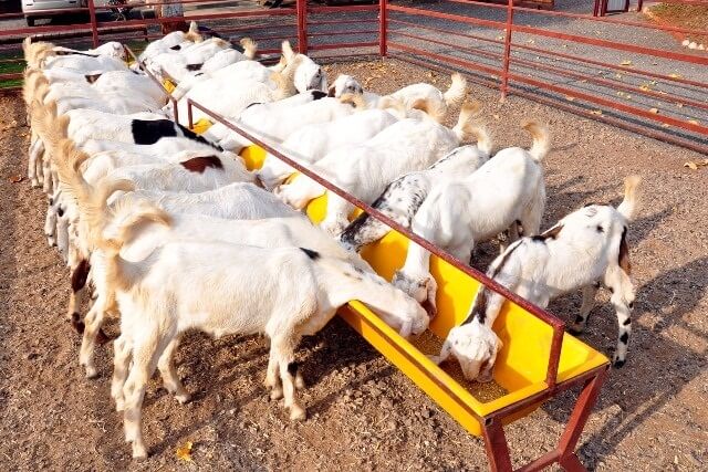 Sebaiknya pakan diberikan pada waktu yang sama setiap hari agar kambing terbiasa dengan jadwal makan