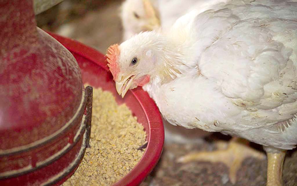Ayam Probiotik dan Prebiotik akan memakan mikroorganisme yang baik dan sehat