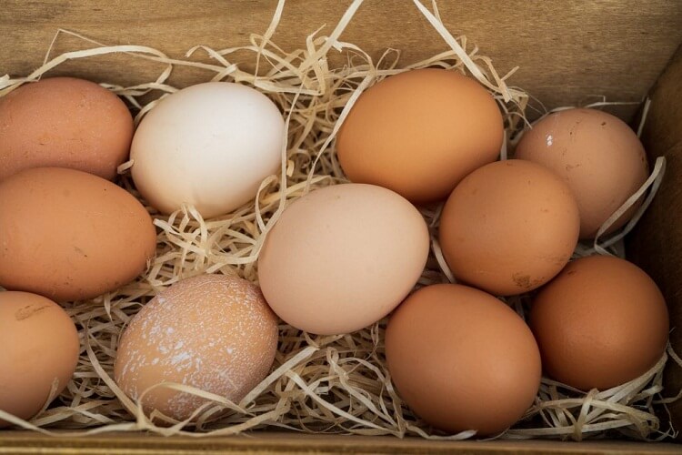 tempat pengeraman juga berpengaruh pada penetasan telur