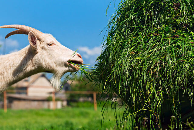 salah satu pakan terbaik untuk kambing adalah rumput hijau