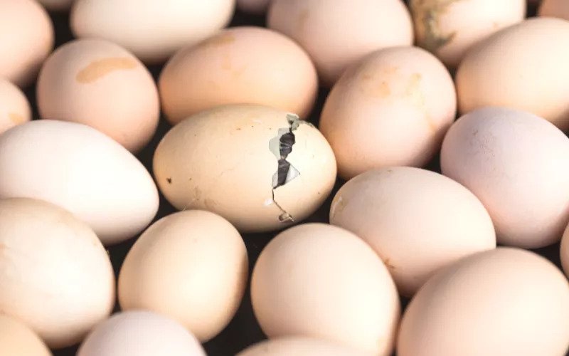 Penyebab lainnya telur ayam tidak menetas telah mempunyai riwayat yang tidak subur atau dikenal dengan infertile egg