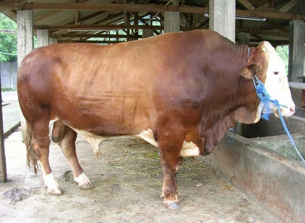 Bulu mengkilat juga menjadi ciri-ciri sapi hamil