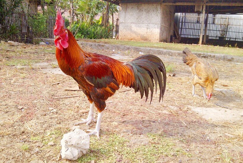Ayam Pelung punya karakter suara yang merdu ketika berkokok
