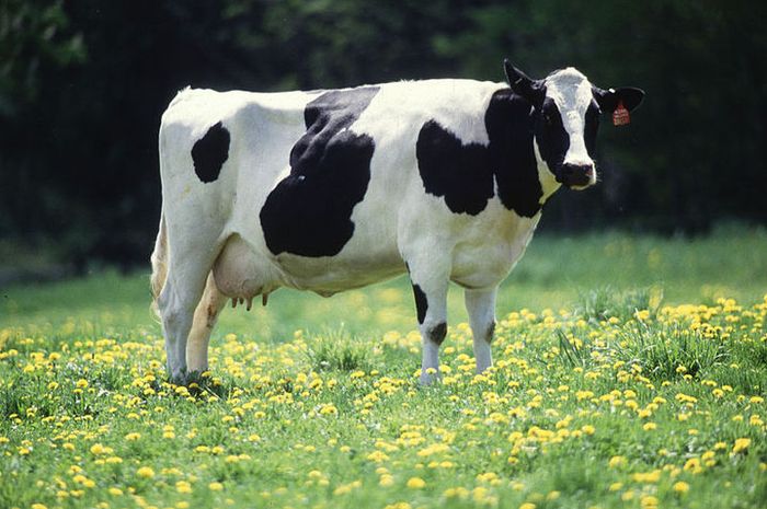 Ciri-ciri sapi hamil seperti teraturnya temperamen sapi