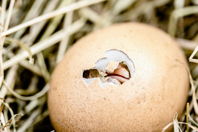 Telur yang menetas sebelum waktunya akan membuat telur akhirnya gagal menampakkan wujud anak-anak dari sang induk