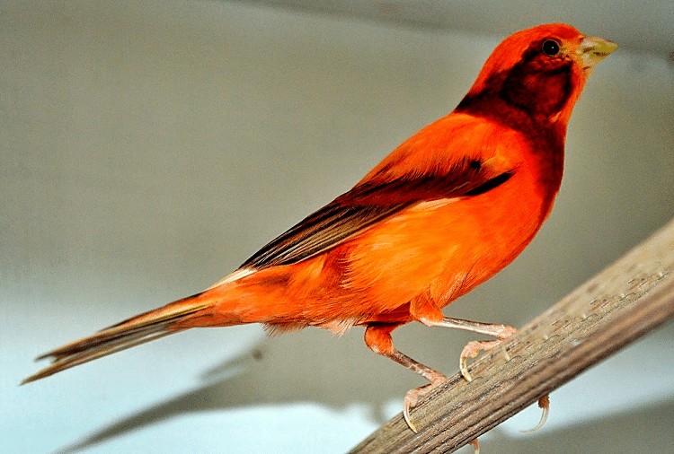 Kenari Merah juga populer dengan sebutan kenari wortel karena warnanya yang orange