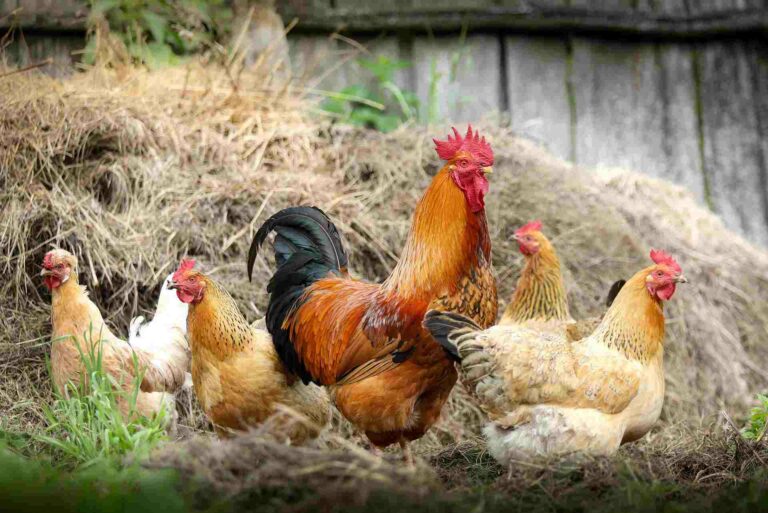 ada sejumlah pakan ayam buras yang bisa diberikan untuk ternak yang sukses
