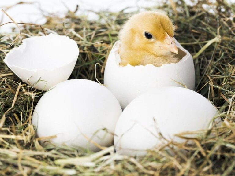 ada banyak penyebab telur ayam tidak menetas yang harus diketahui peternak