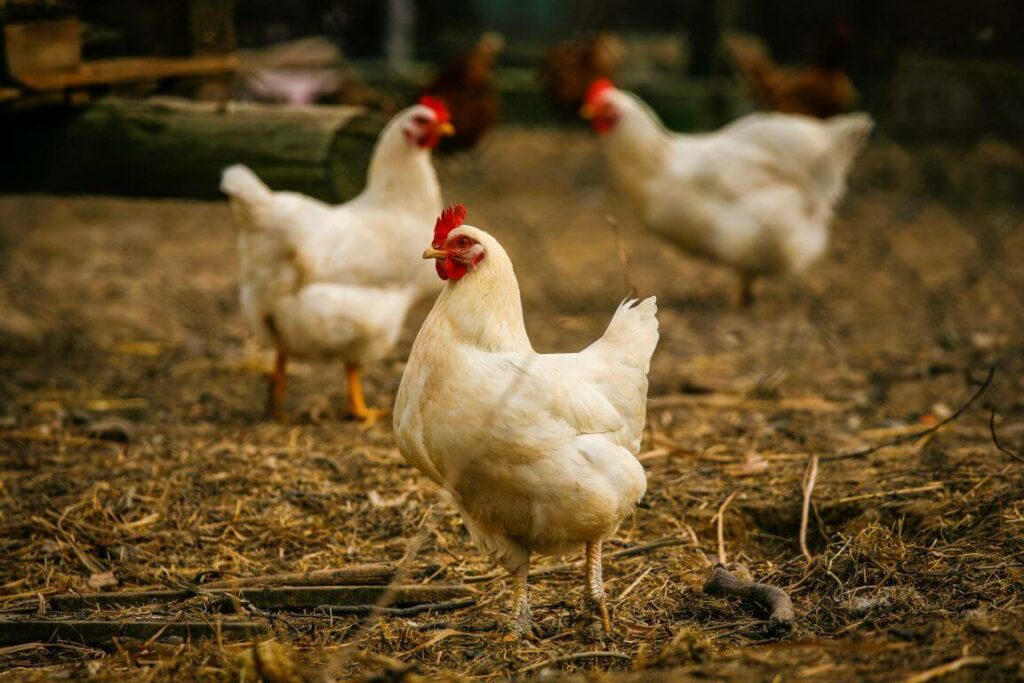 Salah satu keuntungan ternak ayam broiler 5000 ekor adalah permintaan ayam broiler terus meningkat