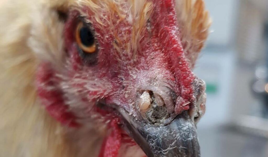 Pengertian dan penyebab penyakit CRD adalah hal yang harus diketahui peternak ayam