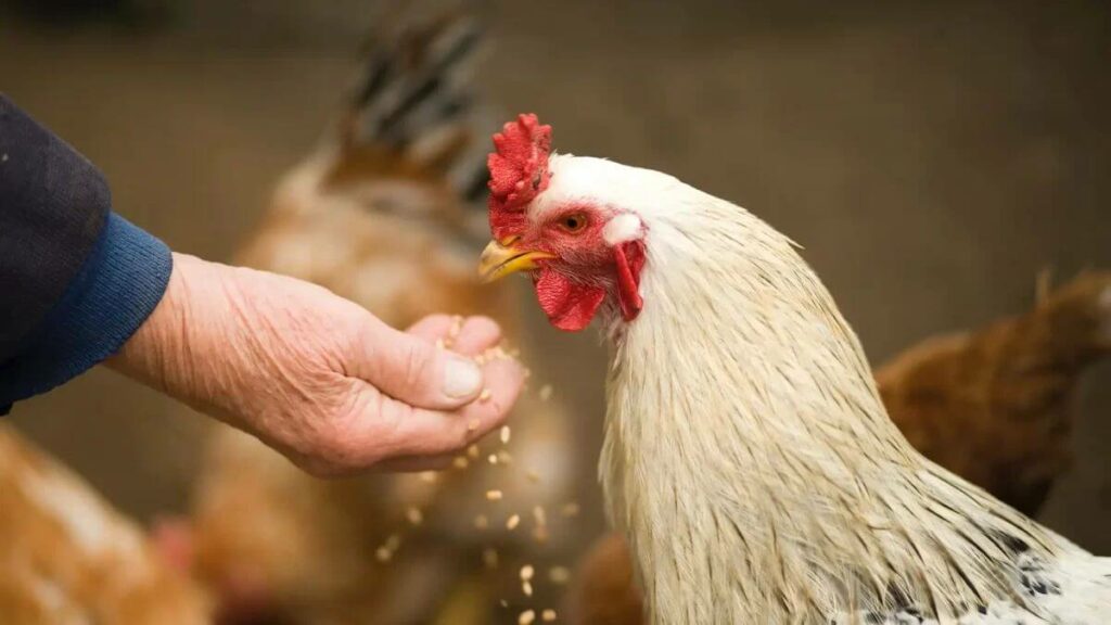 Persiapan awal menjadi salah satu proses pemotongan ayam