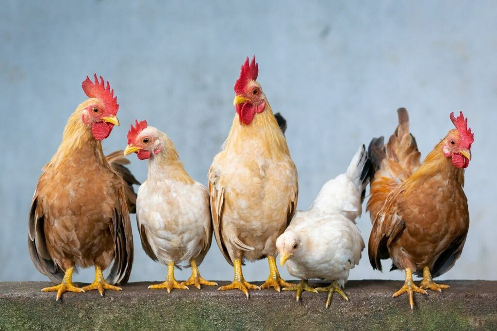 Untuk mengetahui bedanya ayam broiler jantan dan betina ketahui dulu jenis kelaminnya
