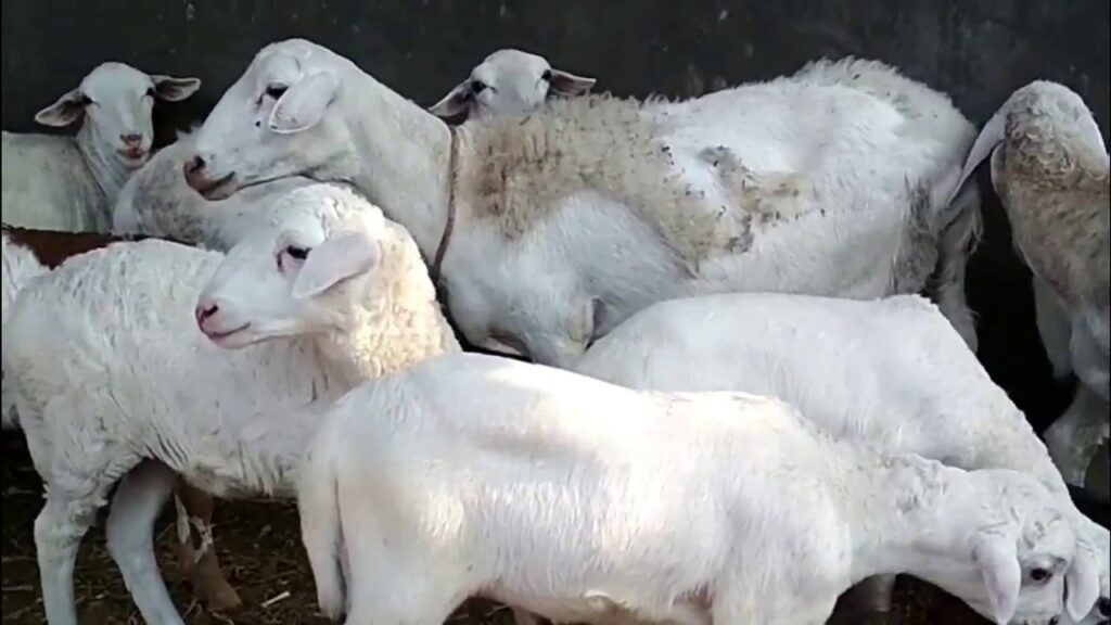 Kambing gibas ekor tipis  bisa menjadi opsi ternak kambing gibas