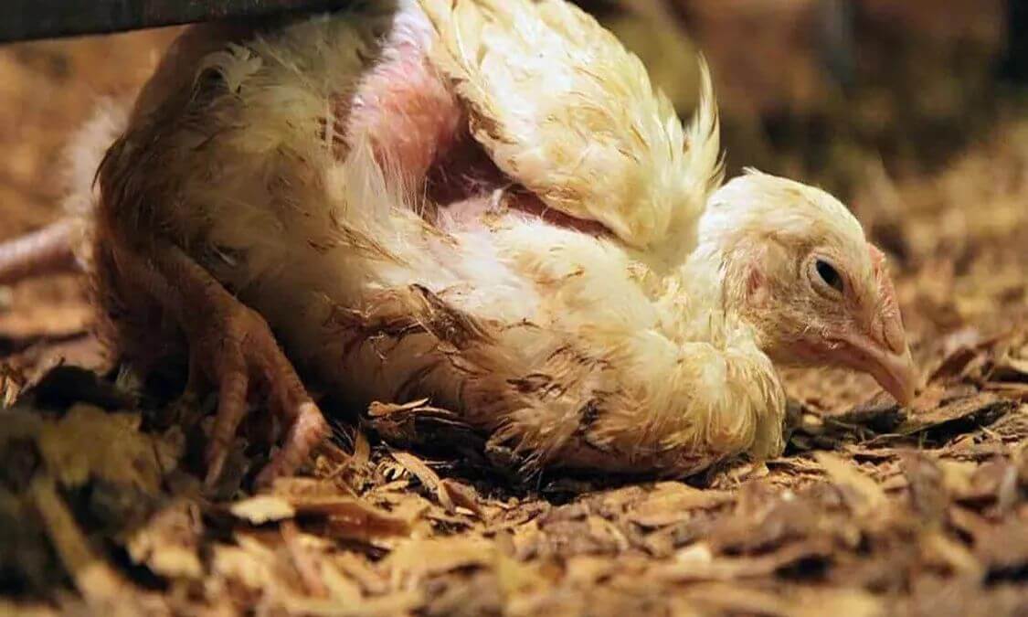 Banyak jenis penyakit ayam yang berbahaya yang harus dihindari