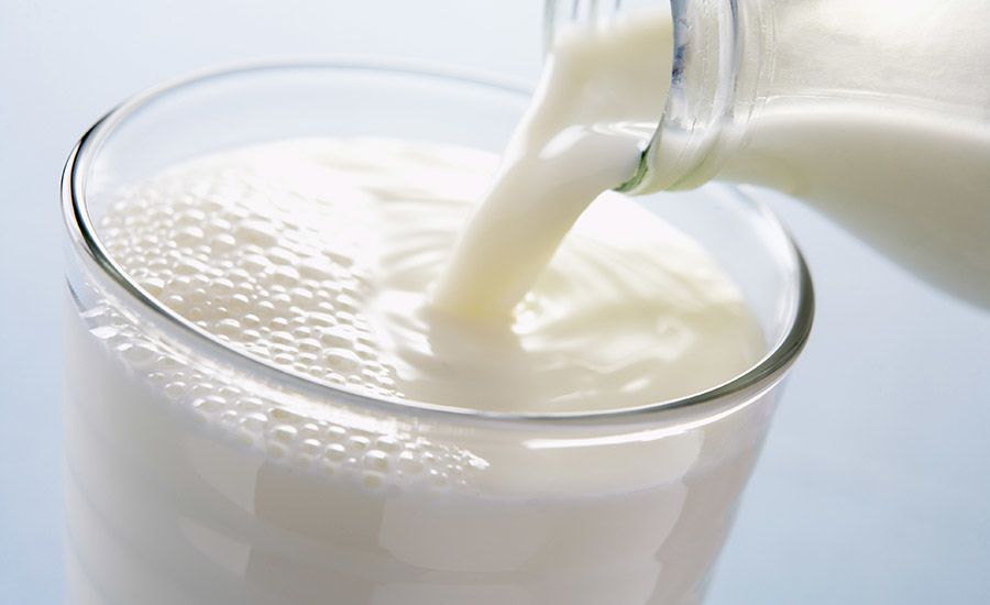 Susu segar bisa menjadi minuman ayam agar cepat besar