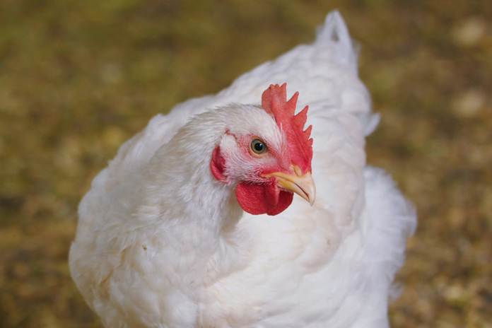 Ada beberapa keuntungan mengetahui perbedaan ayam broiler jantan dan betina
