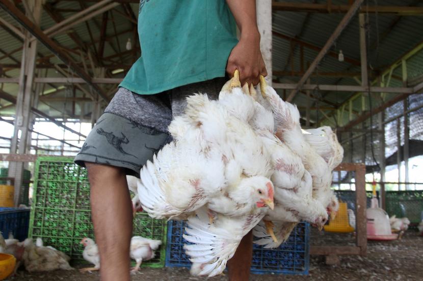 Harga daging ayam broiler terus meningkat menjadi keuntungan ternak ayam broiler 5000 ekor