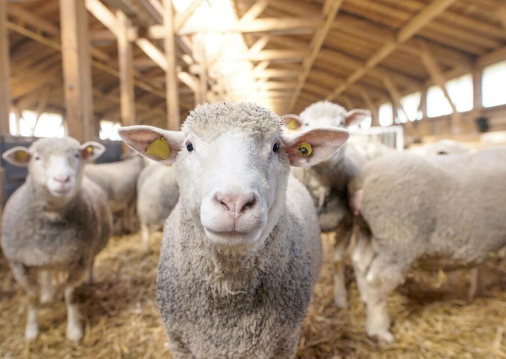 Melakukan perawatan domba penting dilakukan saat ternak domba pemula