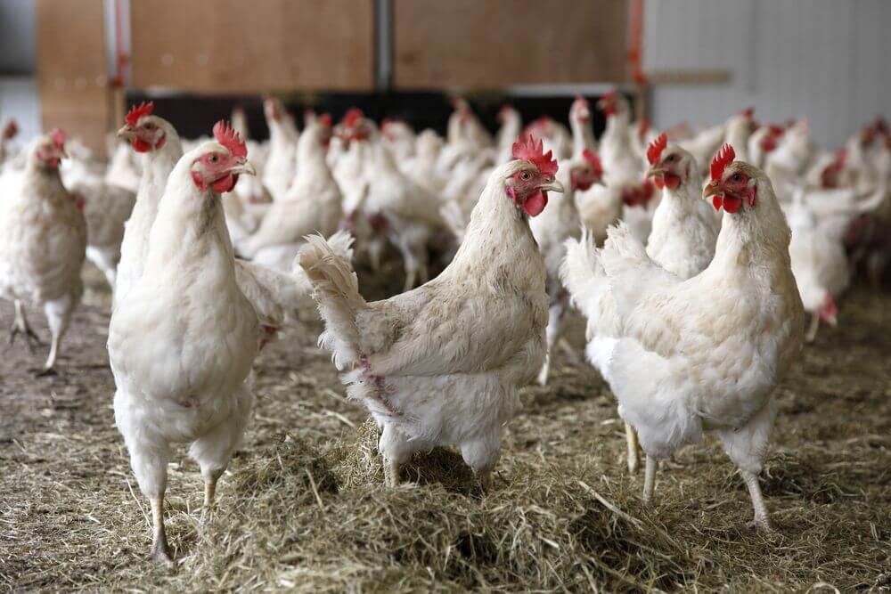 Cara ternak ayam broiler selanjutnya lakukan sanitasi secara rutin