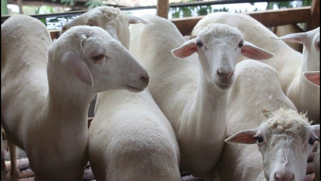 Perawatan ternak kambing gibas penting dilakukan