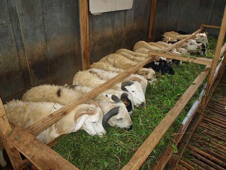 Pakan berkualitas wajib disediakan saat ternak domba pemula