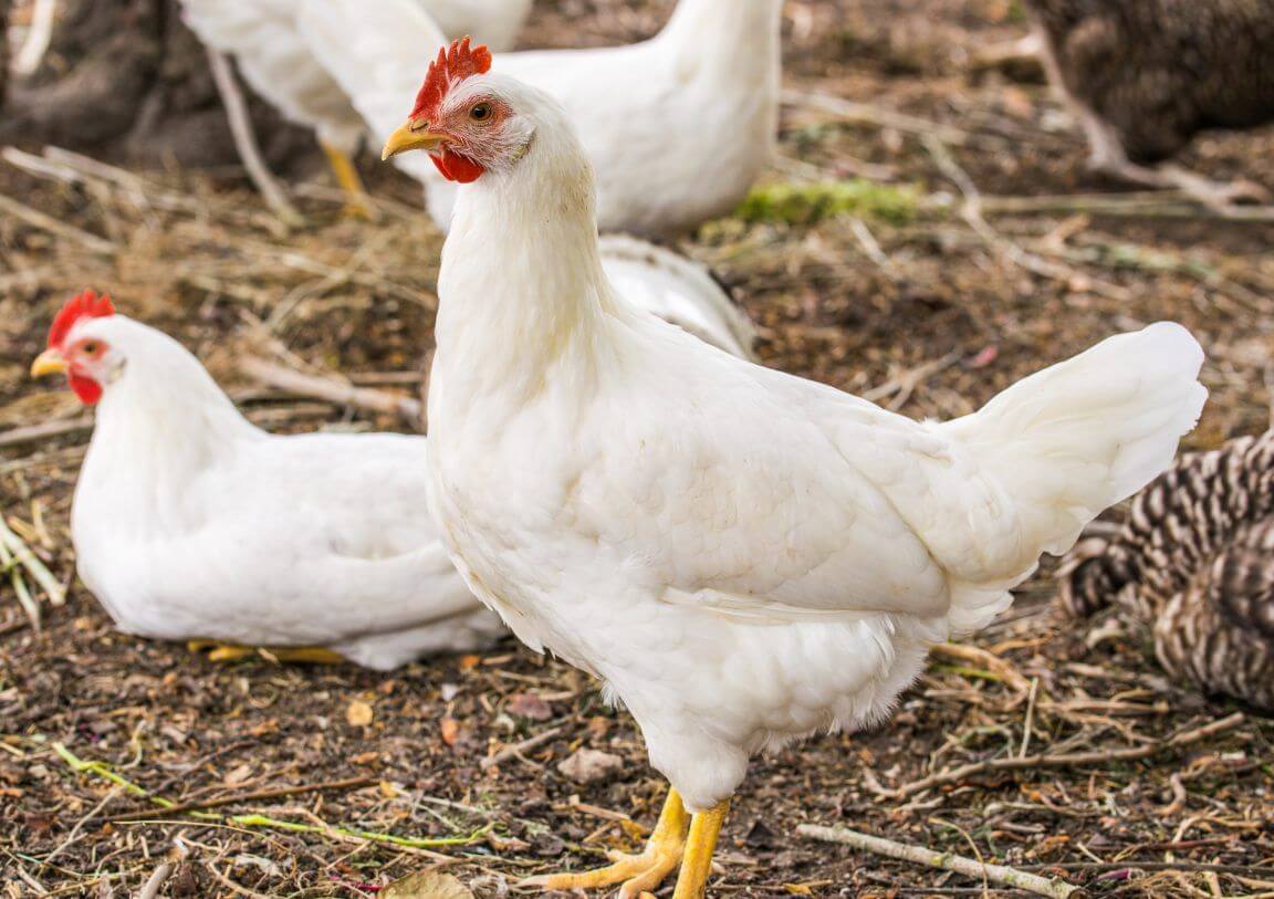 Ada beberapa cara ternak ayam broiler yang penting dipahami pemula