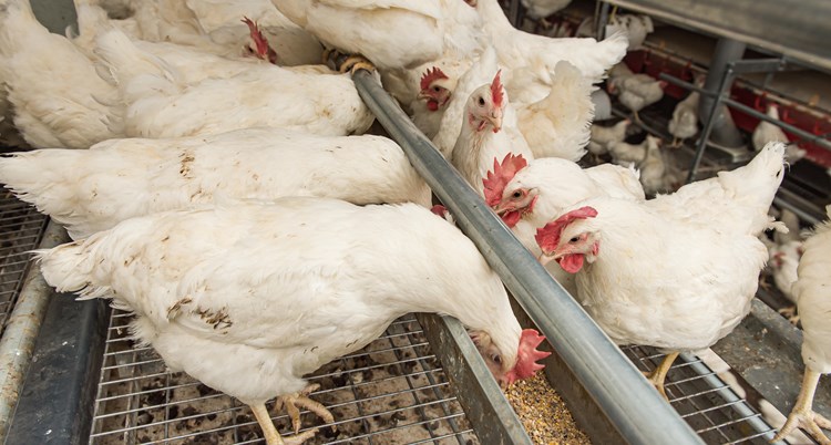 Banyak jenis pakan ayam pedaging yang bisa dicoba peternak pemula