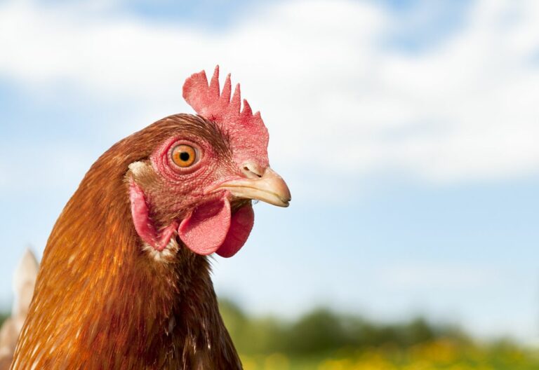 Manfaat kepala ayam masih jarang terdengar dan banyak efek sampingnya